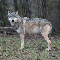 Obraz premium Image of a European wolf in natural surroundings, perfect for tattoo design, logo inspiration, wall art, or rustic branding projects with a focus on wildlife and symbolism.