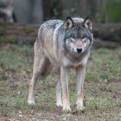 Obraz premium Image of a European wolf in natural surroundings, perfect for tattoo design, logo inspiration, wall art, or rustic branding projects with a focus on wildlife and symbolism.