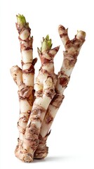 Close Up Fresh Plant Stems On White Background