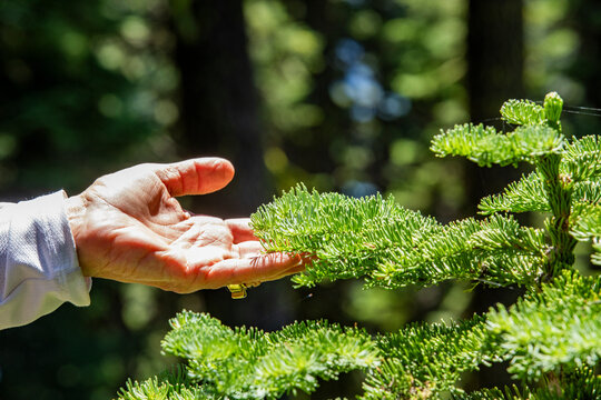Close-up of woman's hand touching pine frond
