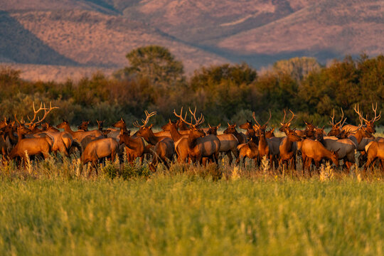 USA, Idaho, Bellevue, Large hers of elk in grassy meadow