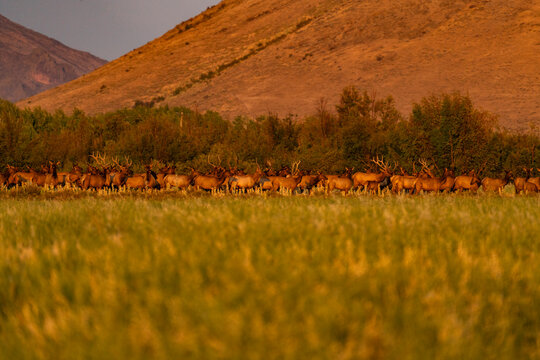 USA, Idaho, Bellevue, Large hers of elk in grassy meadow