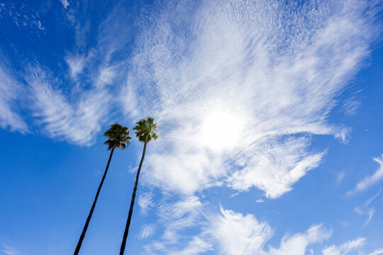 USA, California, San Luis Obispo, Low angle view of two tall palm trees against sky