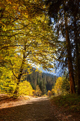 Obraz premium A beautiful autumn landscape of coniferous and deciduous wood at sunny day