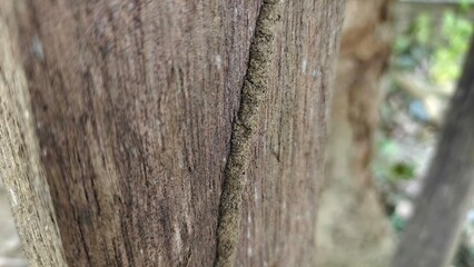Obraz premium Close up of termite trails on decaying wood surface, showing natural patterns created by termites as they feed and tunnel through rotten timber, representing pest activity and wood damage