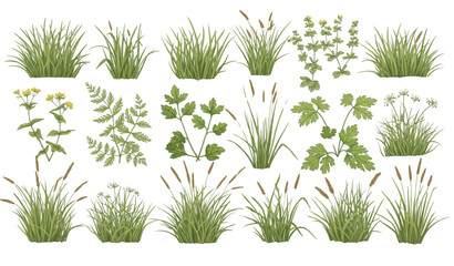 Realistic grass tufts and meadow herbs vector illustration isolated on transparent background © Boloram