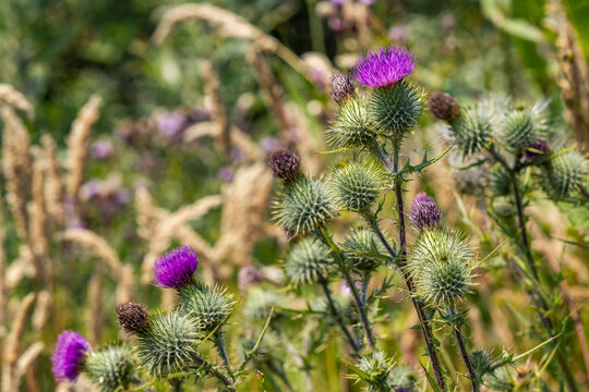 Close-up of green and purple thistles