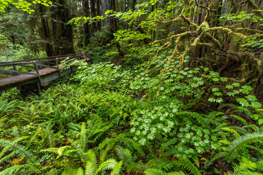 USA, California, Crescent City, Wooden footbridge, redwood trees and ferns