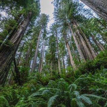 USA, California, Crescent City, Low angle view of tall redwood trees and fern leaves