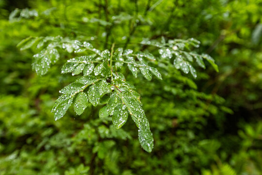 USA, California, Crescent City, Close-up of wet leaves in redwood forest