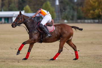 Polo horses, players, gear, equipment, tools, workers, field, sport
