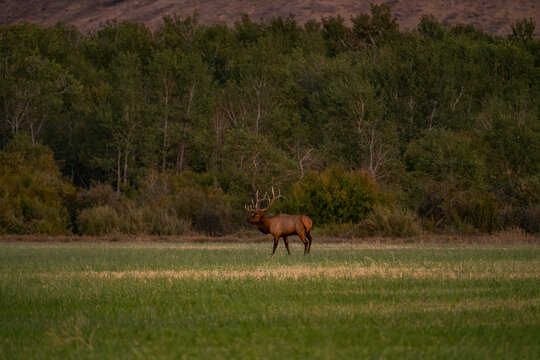 USA, Idaho, Bellevue, Bull elk in grassy field at dusk