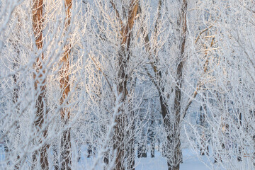 Winter forest landscape with bare trees covered by hoarfrost, sunlight shining through icy branches and creating a cold beauty scene