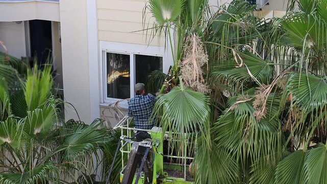 Worker trims palm tree leaves with tree saw. Landscaping workers trim palm tree leaves to shape the crown, stimulate growth, and remove dead leaves. Palm tree cleaning concept
