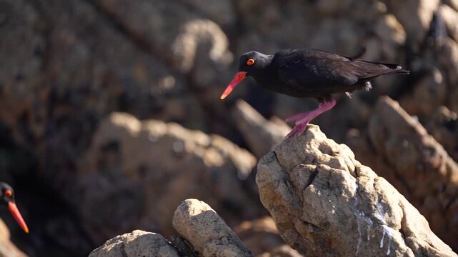 African black oystercatcher foraging on rocky shore near ocean showing feeding behavior intertidal wildlife and natural coastal habitat