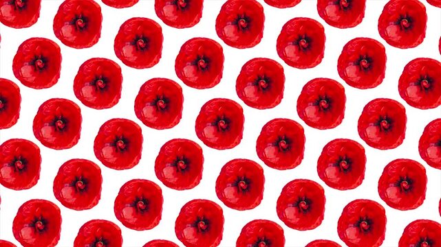 Seamless loop animation of bright red poppies on clean white background, creating rhythmic floral pattern suitable for spring design, decoration, holidays, and modern motion graphics