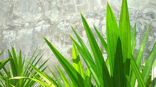 Fresh Green Pandan Leaves Against a Gray Concrete Wall Background