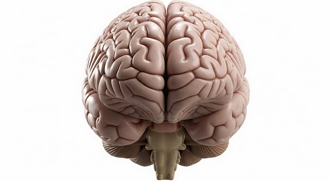 A detailed model of a human brain on a Transparent Background for medical or educational purposes
