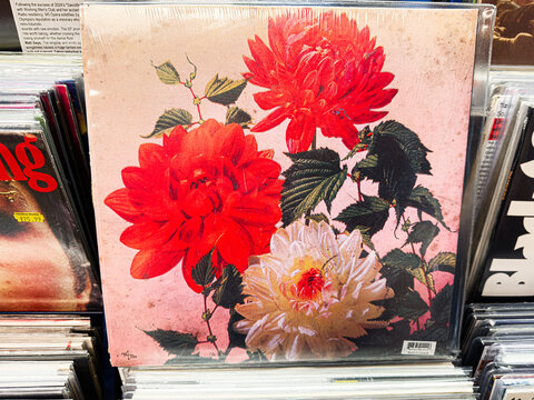 Godspeed You Black Emperor. Dahlias on pink vinyl cover by unknown artist from Unknown album, floral bloom artwork
