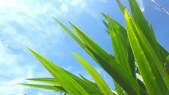 Low Angle View of Fresh Pandan Leaves and Beautiful Blue Sky