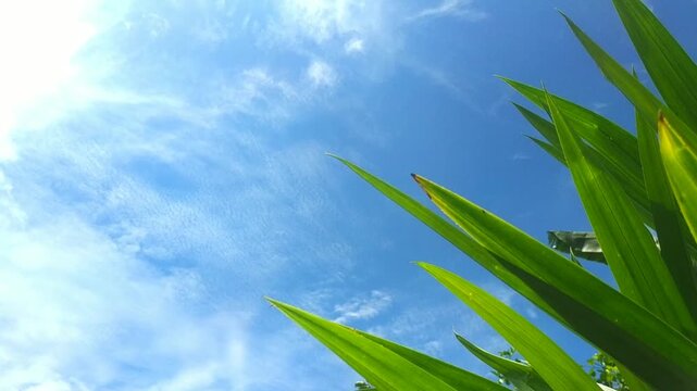Low Angle Shot of Green Pandanus Leaves Under Bright Summer Sky