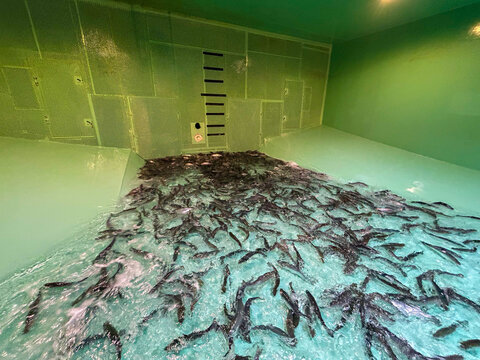 Fish tank on a wellboat, used to transport salmon smolt and trout smolt. Also used to transport live fish for slaughter.