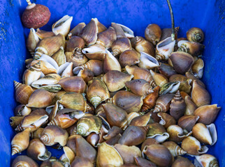 A blue container with many shells in it