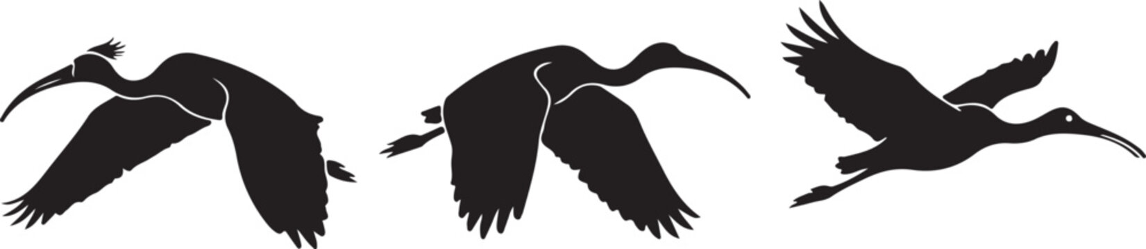 Flat design ibis bird silhouette collection with sacred ibis glossy ibis spoonbill