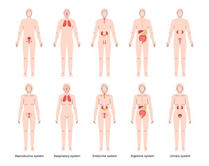 Human anatomy educational poster. Vector set of male and female organs. Medical infographic with anatomical structure of urinary, reproductive and respiratory, endocrine and digestive systems