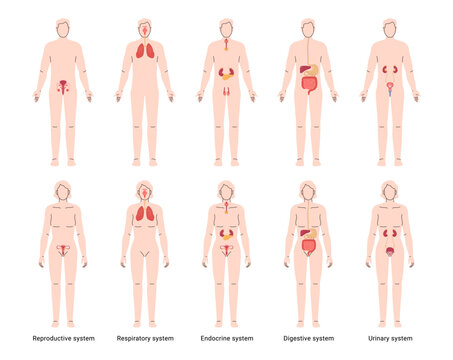 Human anatomy educational poster. Vector set of male and female organs. Medical infographic with anatomical structure of urinary, reproductive and respiratory, endocrine and digestive systems