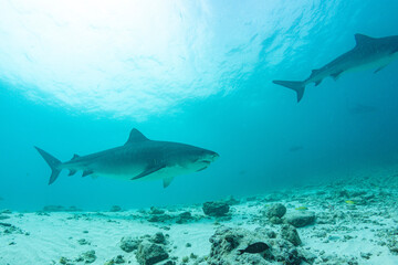 Naklejka premium Tiger sharks swim in clear waters near Fuvahmulah Island in Maldives during a sunny day in a beautiful underwater scene