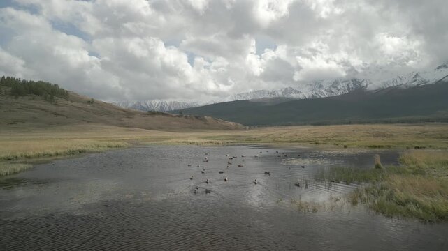 Raw unedited drone footage: low flight over steppe lake with wild ducks and geese taking off towards camera. Dynamic birds flight against backdrop of high mountains with snowy peaks.