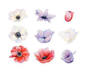 Fototapeta premium Watercolor anemones poppies flowers set. White, red and purple wildflowers illustration collection. Meadow field blooming plants for spring wedding and holiday designs