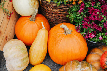 Diverse pumpkins arranged with autumn flowers and rustic basket outdoors