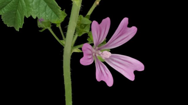Macro time lapse blooming Malva sylvestris (Common Mallow) flower on pure black background