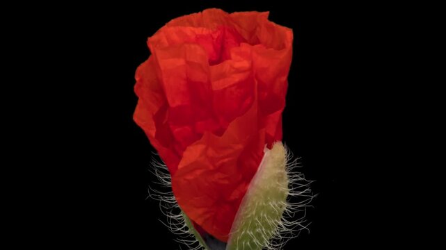 Macro time lapse blooming wild poppy flower, isolated on pure black background