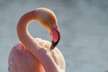 Portrait of a flamingo on a pond in Camargue, France  © serge
