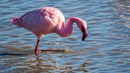 Lesser Flamingo in a pond in Camargue, France © serge