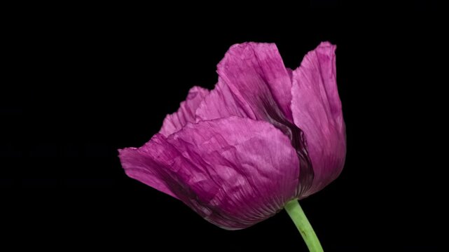 Macro time lapse blooming Opium Poppy (Papaver somniferum) flower, isolated on pure black background