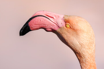 Fototapeta premium Portrait of a pink flamingo on a pond in Camargue, France