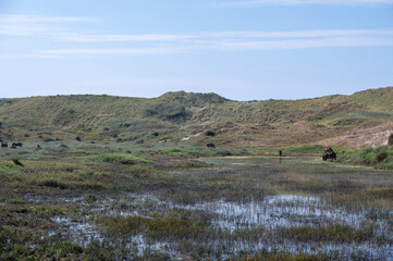 Obraz premium Wild horse at a small lake in a dune landscape