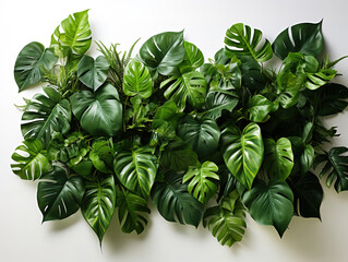 Nature-inspired indoor garden with green tropical leaves on white backdrop
