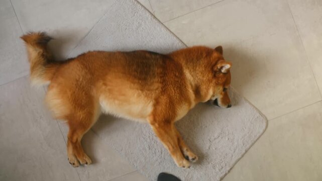 Adorable shiba inu dog waking up after nap, rolling over from back on its feet, stretching in cozy home environment. High angle view capturing cute moment. Adorable shiba inu dog waking up from nap