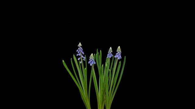 Time lapse blooming blue Muscari (grape hyacinth) flowers, isolated on pure black background