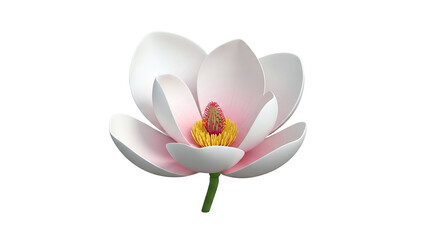 Obraz premium Magnolia flower with white petals and pink blush, isolated on white.