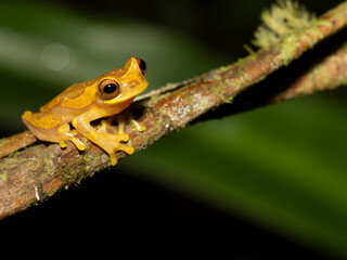Obraz premium Sanduhr-Laubfrosch, Dendropsophus ebraccatus