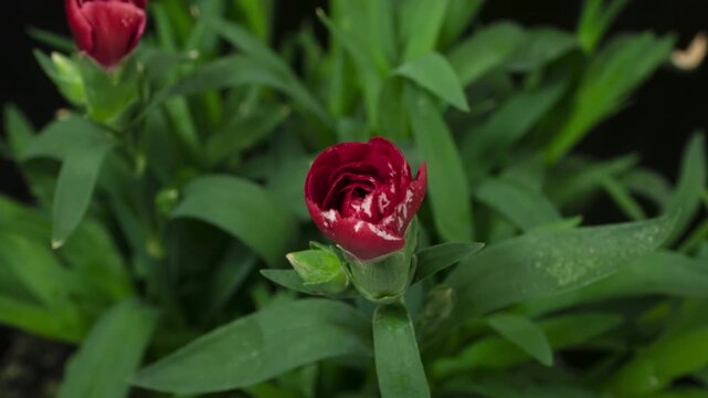 Time lapse blooming carnation (Clove pink or Dianthus caryophyllus) flower