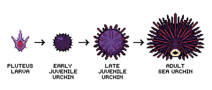 Illustration showing the life cycle of a sea urchin, from pluteus larva to adult.