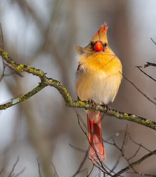 A female northern cardinal perched on a small branch, with wind tousling and lifting her feathers up on a cold January morning