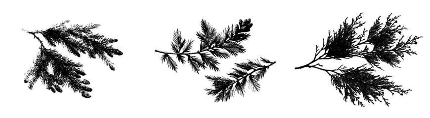 Elegant Etchings of Pine Branches in Black and White